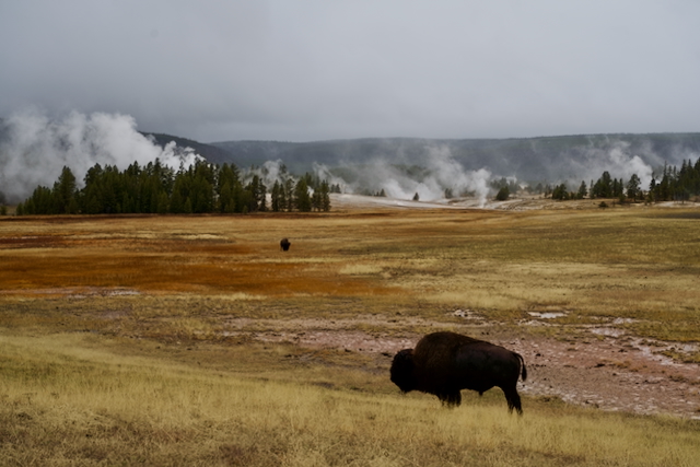 Yellowstone National Park